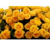 Роза Роуз де Мон Марсан (Rose de Mont Marsan)